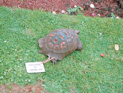 Жизнь замечательных людей и зверей. Короткие истории о всяком разном - i_306.jpg