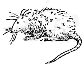 Райкины пленники<br />(сборник рассказов) - i_014.jpg