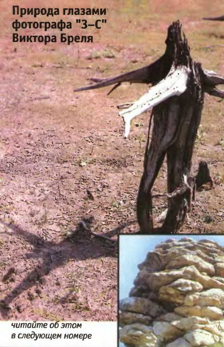 Знание- сила, 2003 № 07 (913) - img_75.jpg_0