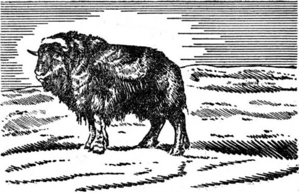 Интервью о морском змее<br />(Забытая палеонтологическая фантастика. Том XII) - i_026.jpg