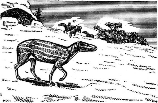 Интервью о морском змее<br />(Забытая палеонтологическая фантастика. Том XII) - i_036.jpg