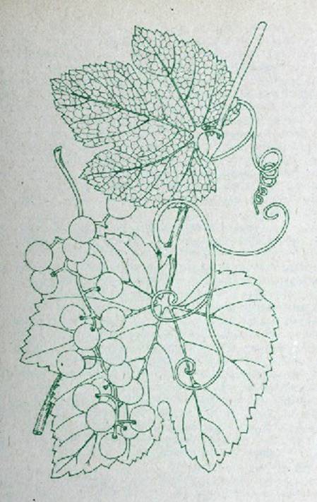 Деревья и кустарники для любительского садоводства и озеленения - i_007.jpg