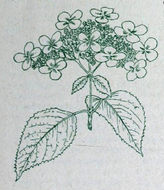 Деревья и кустарники для любительского садоводства и озеленения - i_008.jpg