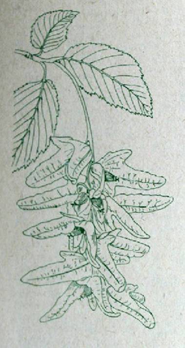 Деревья и кустарники для любительского садоводства и озеленения - i_009.jpg