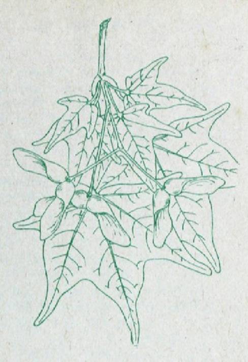 Деревья и кустарники для любительского садоводства и озеленения - i_020.jpg