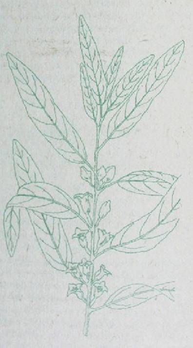 Деревья и кустарники для любительского садоводства и озеленения - i_023.jpg