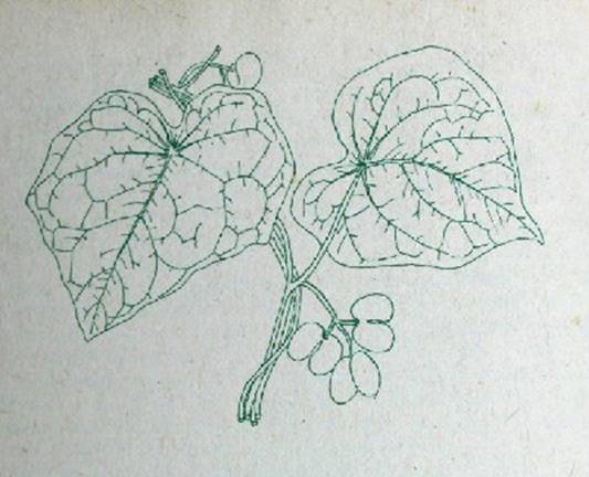 Деревья и кустарники для любительского садоводства и озеленения - i_024.jpg