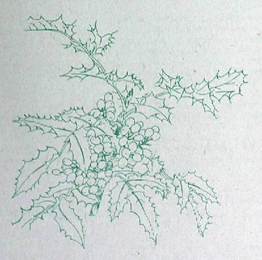 Деревья и кустарники для любительского садоводства и озеленения - i_025.jpg