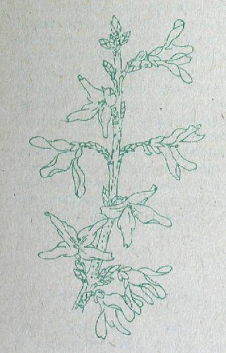Деревья и кустарники для любительского садоводства и озеленения - i_034.jpg
