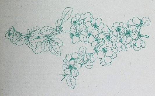 Деревья и кустарники для любительского садоводства и озеленения - i_035.jpg