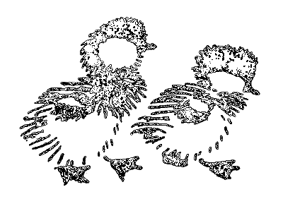 Сиамская овчарка - i_008.png