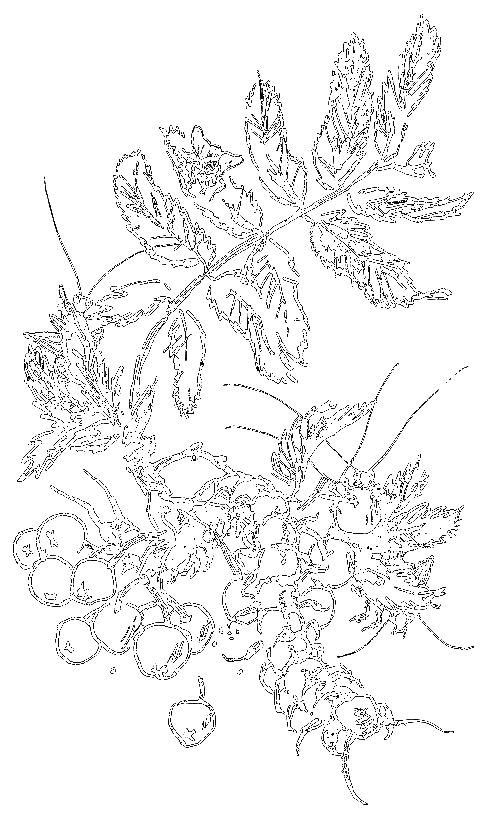 Сиамская овчарка - i_011.png