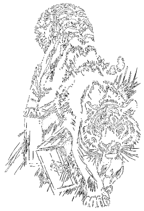 Сиамская овчарка - i_045.png