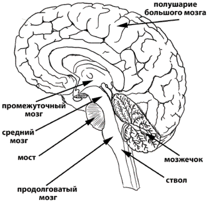 Инсульт. Жизнь до и после - i_003.png