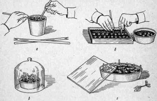 Комнатное цветоводство - i_002.jpg