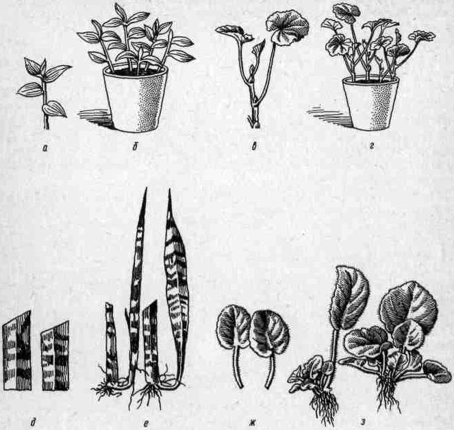 Комнатное цветоводство - i_003.jpg