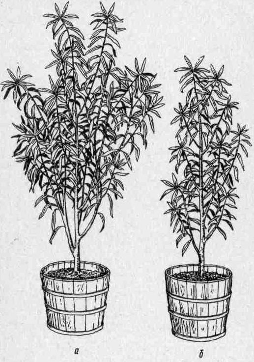 Комнатное цветоводство - i_007.jpg