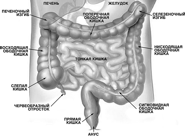 Кишечник. Энциклопедия здоровья пищеварительной системы - _027.jpg