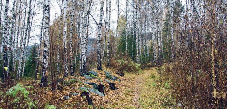 Норвежский лес: скандинавский путь к силе и свободе - i_005.jpg