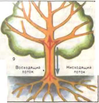 Прививка и перепрививка плодовых деревьев - image4.jpg