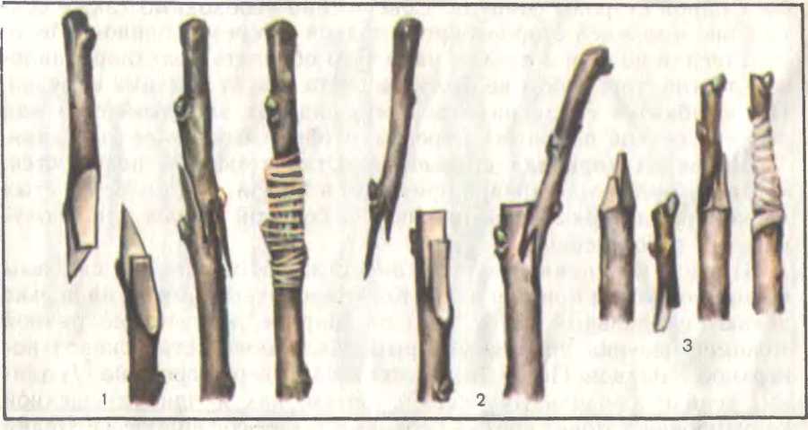 Прививка и перепрививка плодовых деревьев - image14.jpg