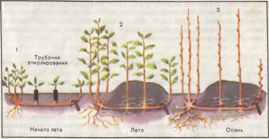 Прививка и перепрививка плодовых деревьев - image7.jpg