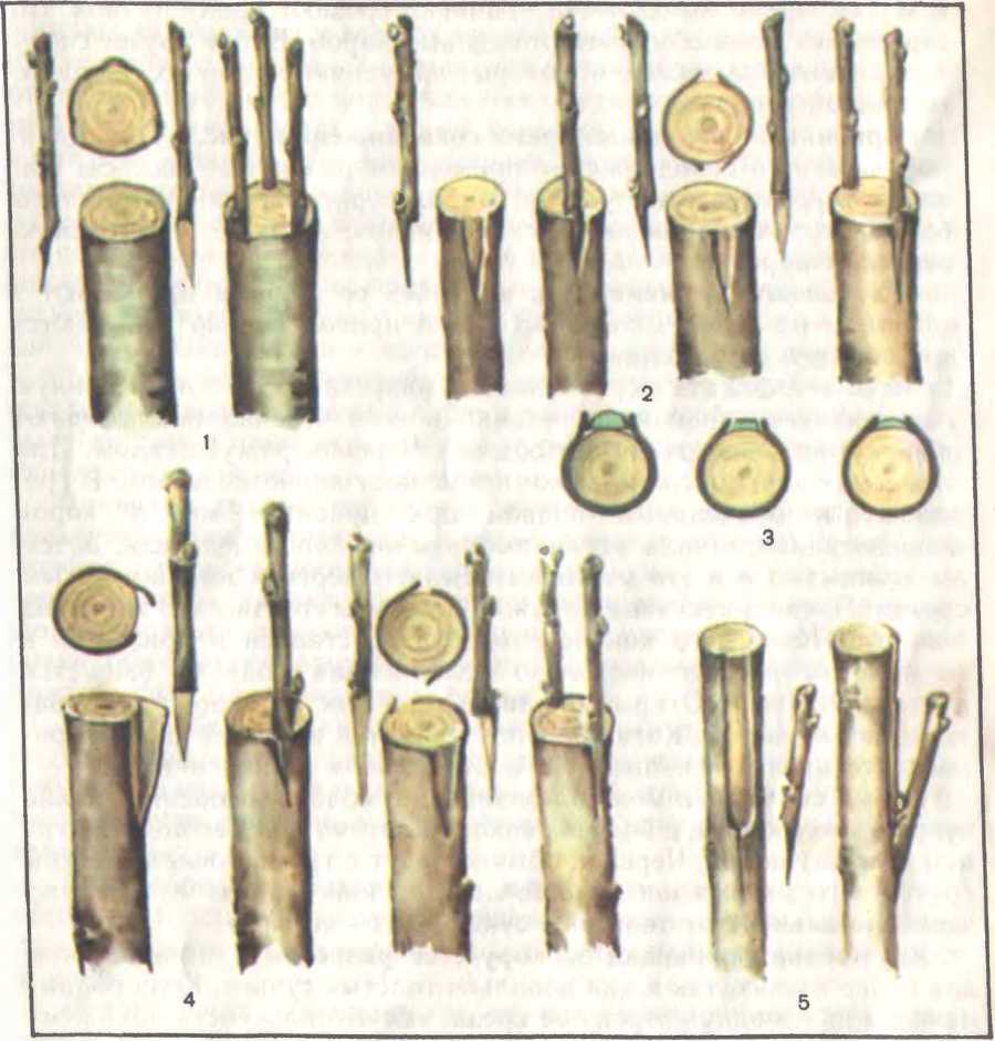 Прививка и перепрививка плодовых деревьев - image17.jpg
