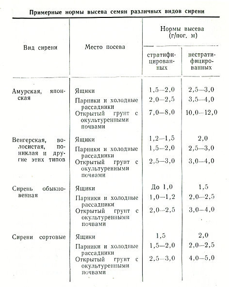 Сирень - i_037.jpg