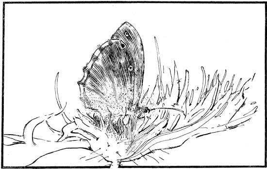 Орнитоптера Ротшильда - i_004.jpg