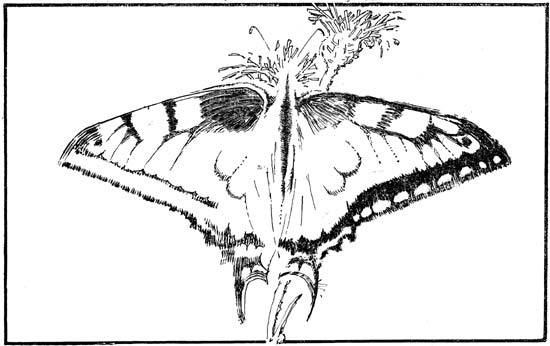 Орнитоптера Ротшильда - i_005.jpg