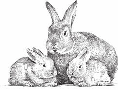 Кролиководство для начинающих - _01.jpg