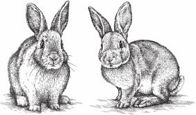 Кролиководство для начинающих - _02.jpg
