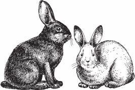 Кролиководство для начинающих - _03.jpg