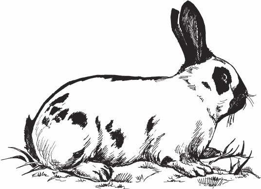 Кролиководство для начинающих - _04.jpg