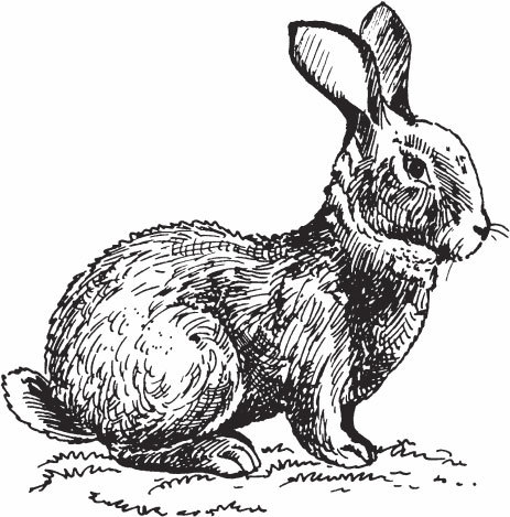 Кролиководство для начинающих - _05.jpg