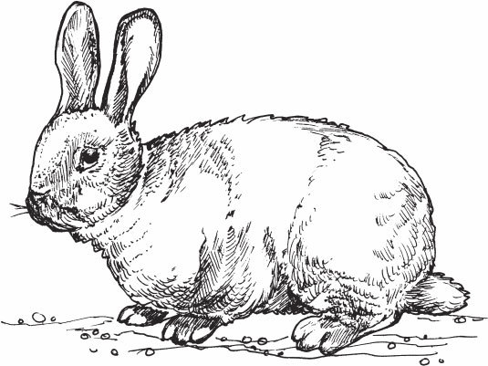 Кролиководство для начинающих - _07.jpg