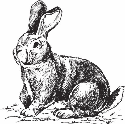 Кролиководство для начинающих - _08.jpg