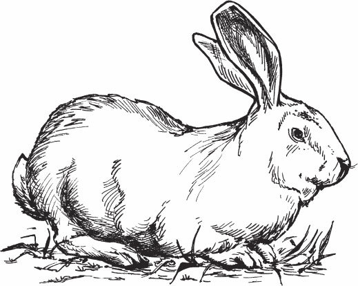 Кролиководство для начинающих - _09.jpg