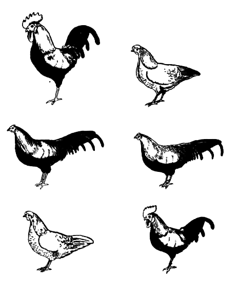 Анатомия однополого секса (СИ) - i_003.png