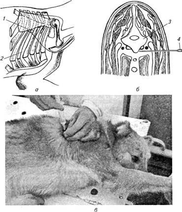Новокаиновые блокады в ветеринарии - i_009.jpg