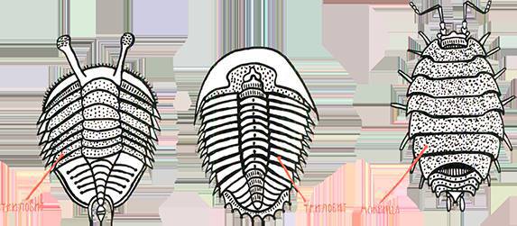 Загадка жизни и грязные носки Йоса Гротьеса из Дрила - _79.jpg