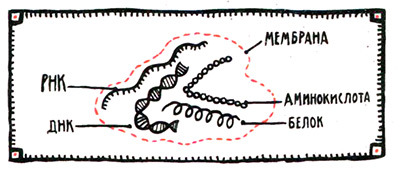 Загадка жизни и грязные носки Йоса Гротьеса из Дрила - _60.jpg