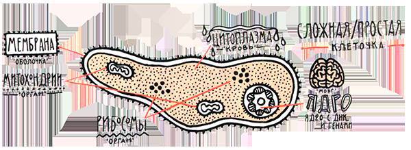 Загадка жизни и грязные носки Йоса Гротьеса из Дрила - _58.jpg