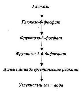 Анаболизм с инсулином II - _02.jpg_1