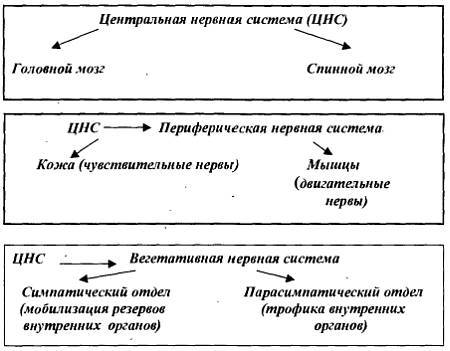 Анаболизм с инсулином II - _03.jpg_0