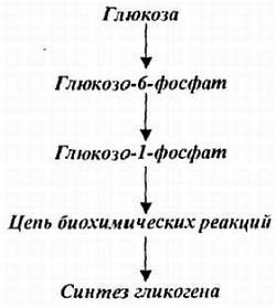 Анаболизм с инсулином II - _03.jpg_1