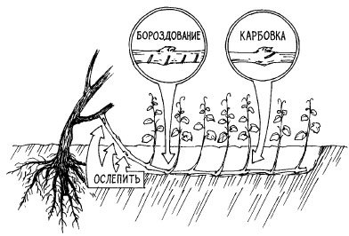 Виноград. Секреты виноградарей севера и юга России - i_006.jpg