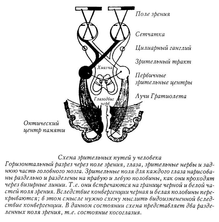 Образ человека как основа искусства врачевания - Том I. Анатомия и физиология - img_8.jpg