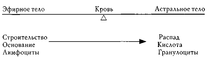 Образ человека как основа искусства врачевания - Том I. Анатомия и физиология - img_16.png