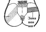 Массаж при хронической венозной недостаточности нижних конечностей - _38.jpg